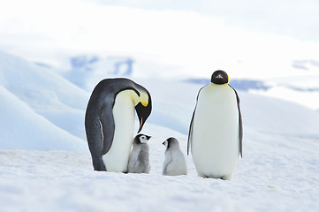 Image showing Emperor Penguins with chick