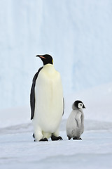 Image showing Emperor Penguin with chick