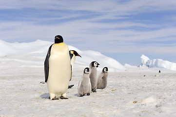 Image showing Emperor Penguins with chick