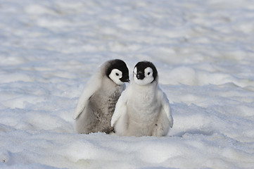 Image showing Emperor Penguin chicks in Antarctica