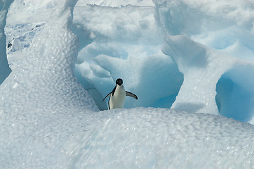 Image showing Adelie Penguin on iceberg