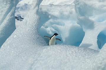 Image showing Adelie Penguin on iceberg