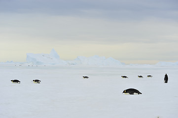 Image showing Emperor Penguins on the ice