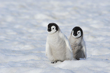 Image showing Emperor Penguin chicks in Antarctica