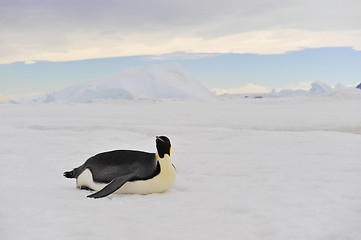 Image showing Emperor Penguins on the ice