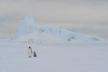 Image showing Emperor Penguins on the ice