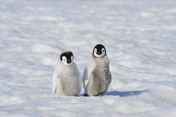 Image showing Emperor Penguin chicks in Antarctica