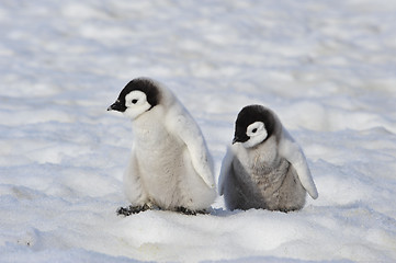 Image showing Emperor Penguin chicks in Antarctica