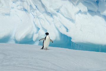 Image showing Adelie Penguin on iceberg