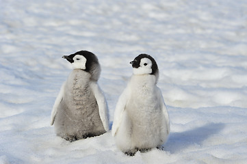 Image showing Emperor Penguin chicks in Antarctica