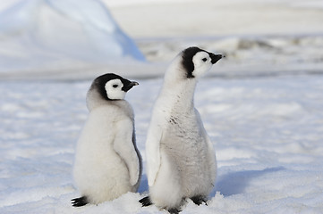 Image showing Emperor Penguin chicks in Antarctica