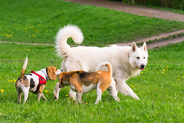 Image showing Dogs playing at park