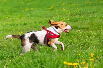 Image showing Dogs playing at park