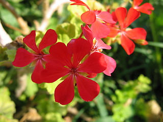 Image showing Red flower attack