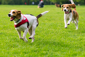 Image showing Dogs playing at park