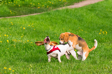 Image showing Dogs playing at park