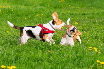 Image showing Dogs playing at park