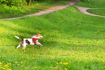 Image showing Dogs playing at park