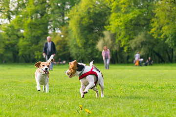 Image showing Dogs playing at park