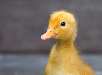 Image showing Cute newborn duckling