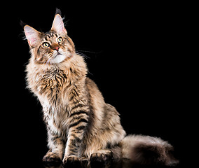 Image showing Portrait of Maine Coon cat