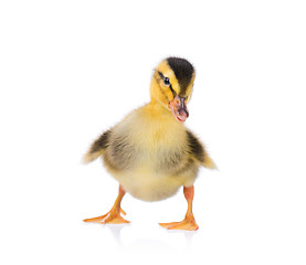 Image showing Cute little duckling