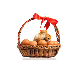 Image showing Chickens on eggs inside basket