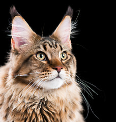 Image showing Portrait of Maine Coon cat