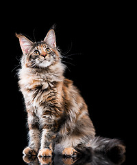 Image showing Portrait of Maine Coon cat