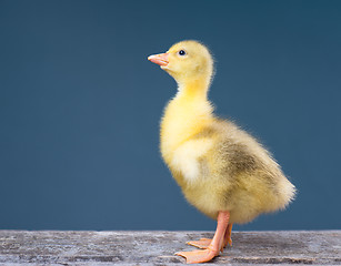 Image showing Cute little newborn gosling