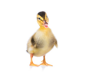 Image showing Cute little duckling