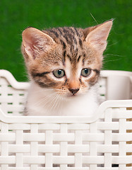 Image showing Kitten playing on green grass