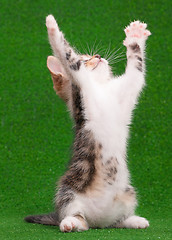 Image showing Kitten playing on green grass