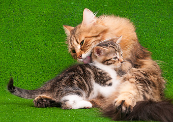 Image showing Cat grooming her kitten