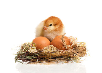 Image showing Newborn chicken in nest