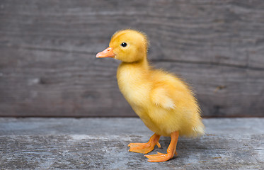 Image showing Cute newborn duckling