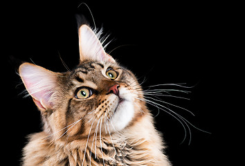 Image showing Portrait of Maine Coon cat