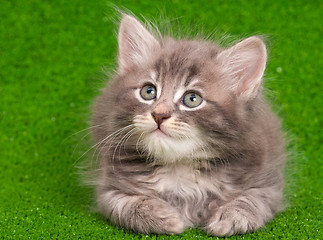 Image showing Cute gray kitten