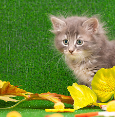 Image showing Cute gray kitten