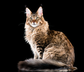 Image showing Portrait of Maine Coon cat