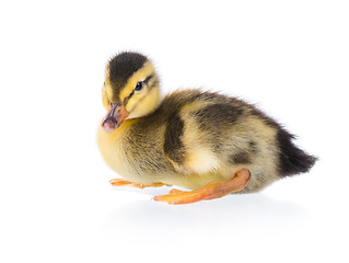 Image showing Cute little duckling