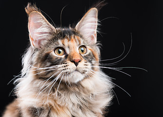 Image showing Portrait of Maine Coon kitten