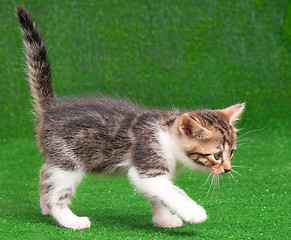 Image showing Kitten playing on green grass