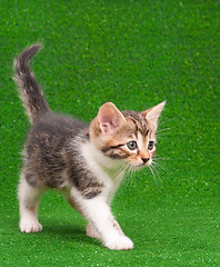 Image showing Kitten playing on green grass