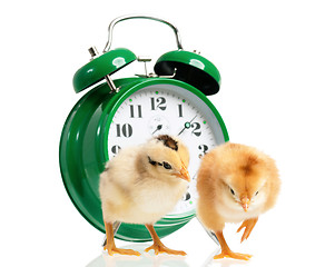 Image showing Chickens with clock