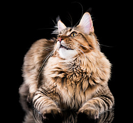 Image showing Portrait of Maine Coon cat