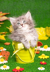 Image showing Cute gray kitten