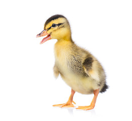 Image showing Cute little duckling