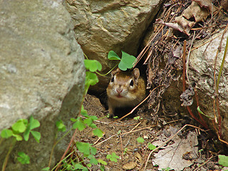 Image showing Chipmunk in the garden 2