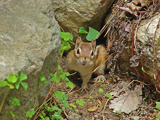 Image showing Chipmunk in the garden 3